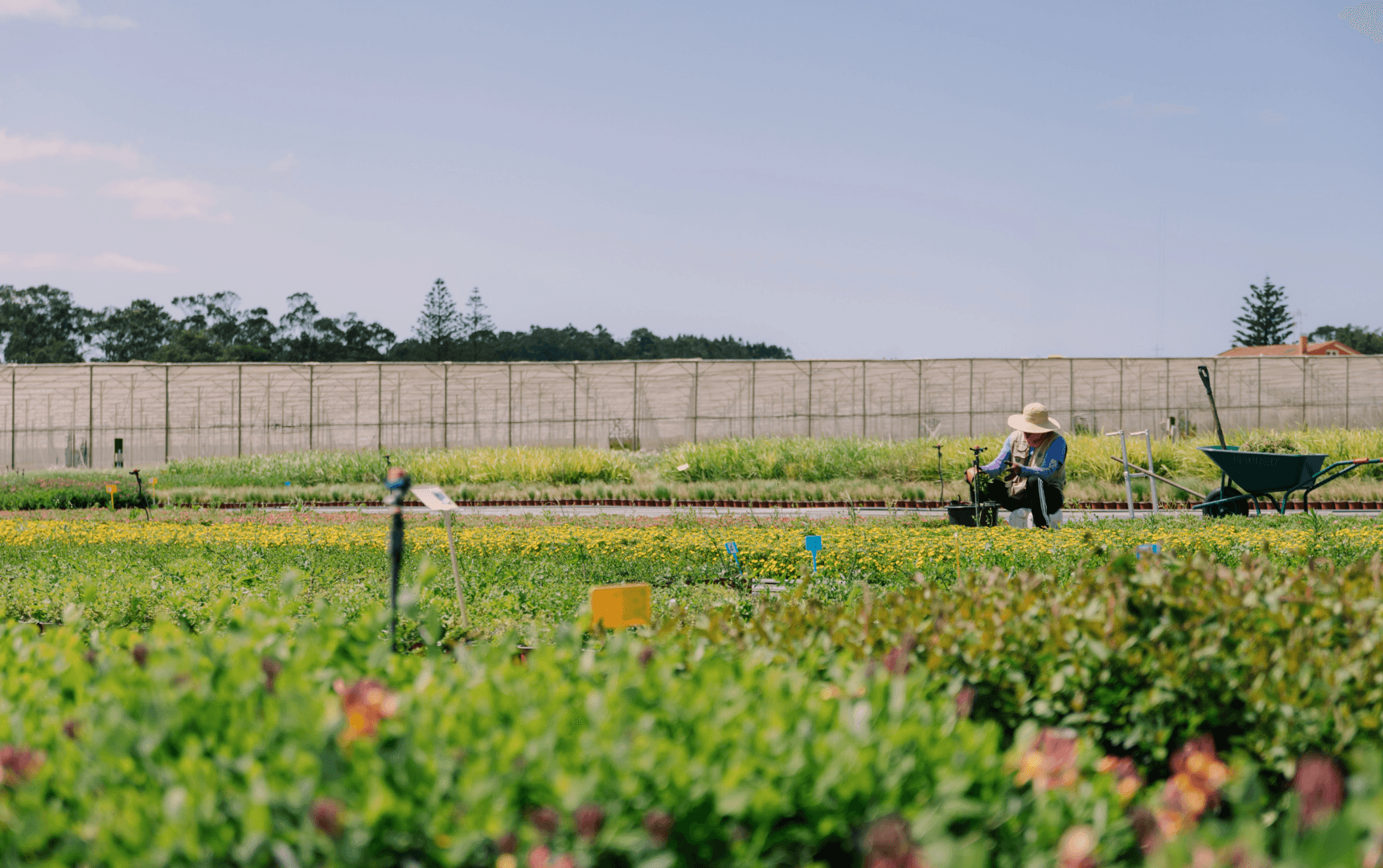 Campo de plantas ornamentais ao amanhecer