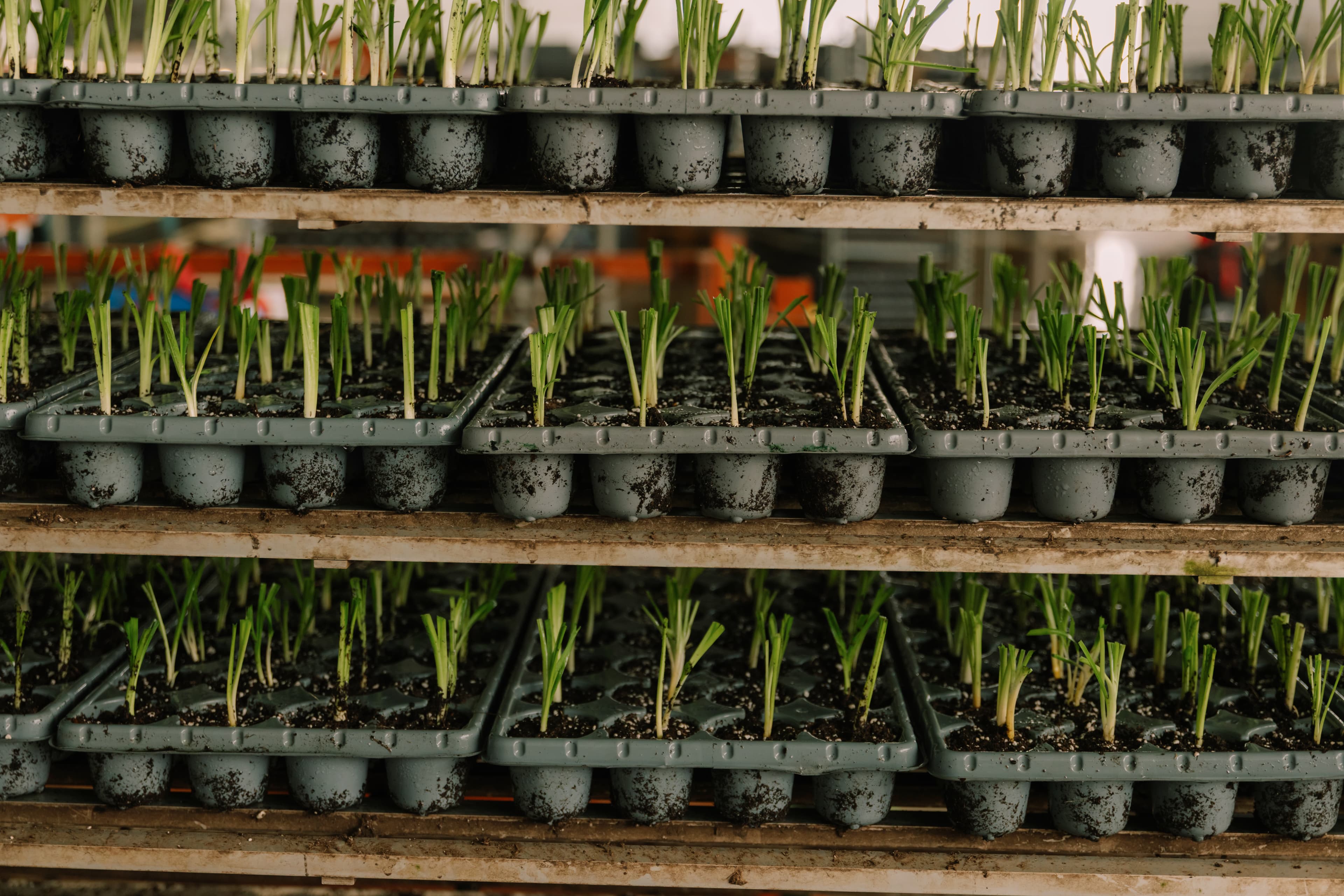Seleção de material vegetal