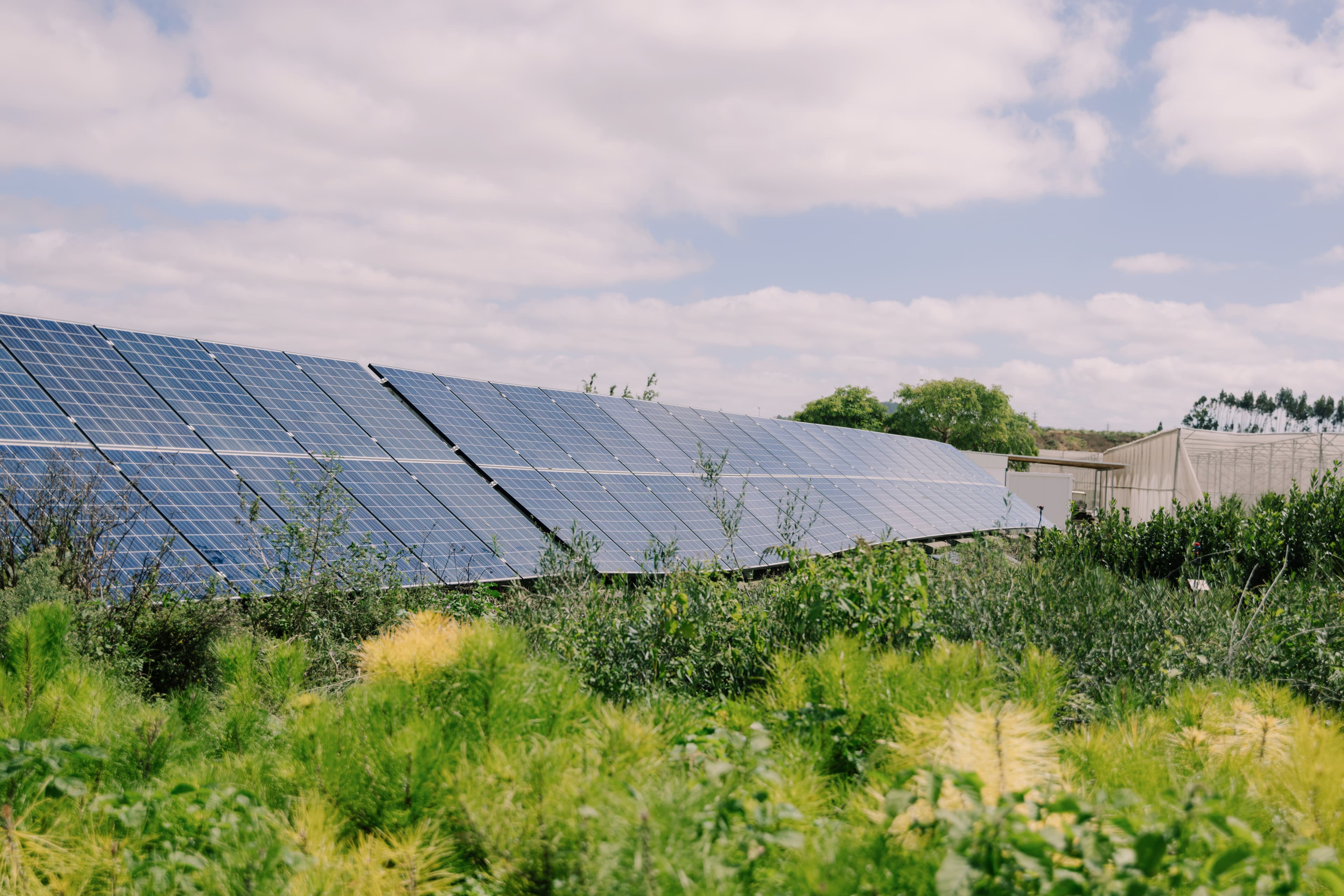 Hero sustentabilidade — painel fotovoltaico no viveiro